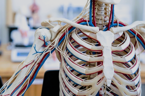 Dettagliato modello anatomico torso che mostra la rete di vasi sanguigni (rossi/blu) e nervi (gialli) usata nell'approccio neurale e vascolare.