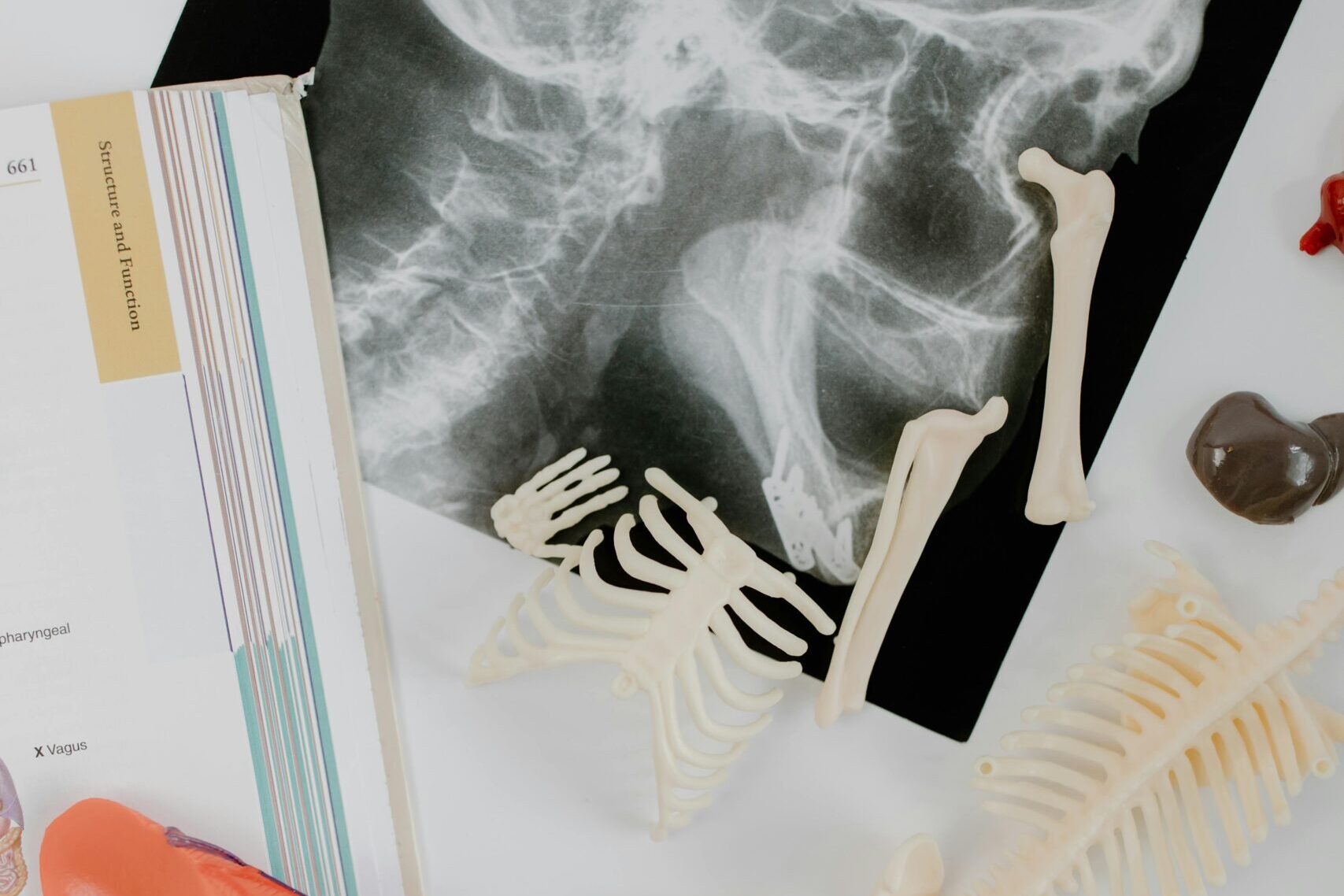 Anatomy study materials including skeletal models and an X-ray film laid out for educational purposes.