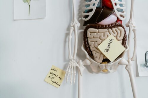 Modello anatomico torso con organi interni e post-it ("stomach") usato nell'approccio viscerale.