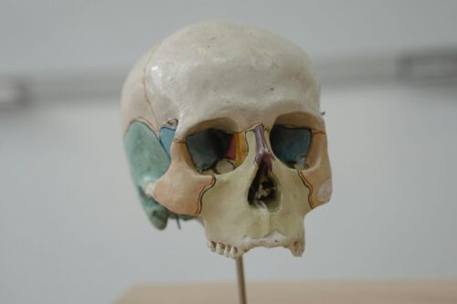 Dettagliato modello anatomico cranio umano con segmenti colorati usato nell'approccio al sistema nervoso.